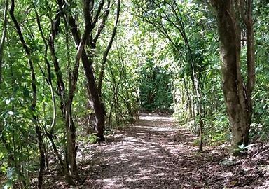 Okitu Bush Scenic Reserve Walk Thumbnail