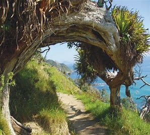 Mangawhai Cliffs Walkway Thumbnail
